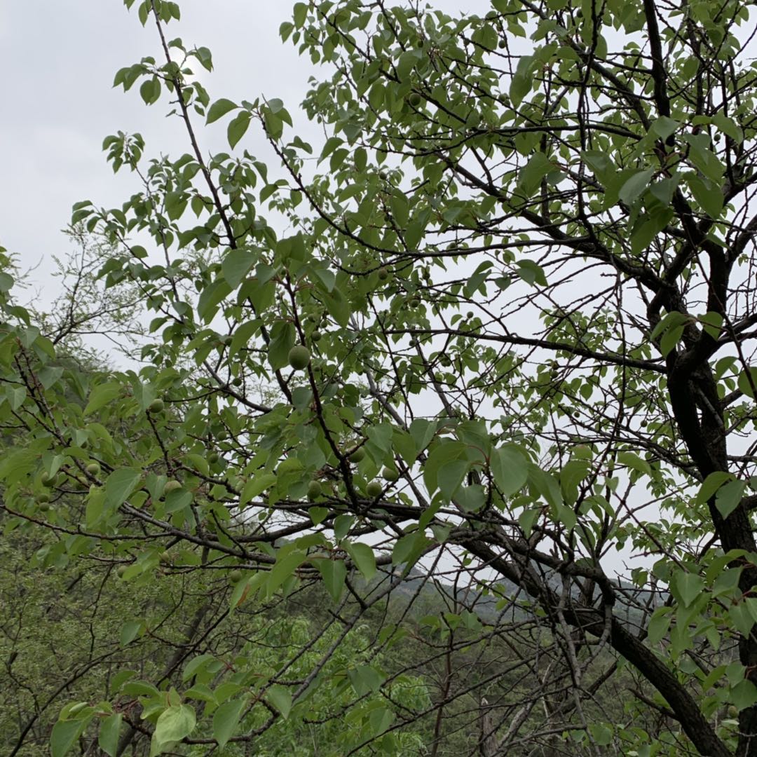 ����̿����ô���Ͱ�������(bi��o)����